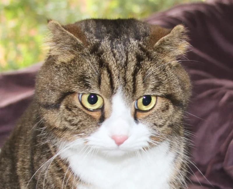 Mio, 4yo Scottish Fold for adoption at Tierschutzverein Russelsheim, Rüsselsheim