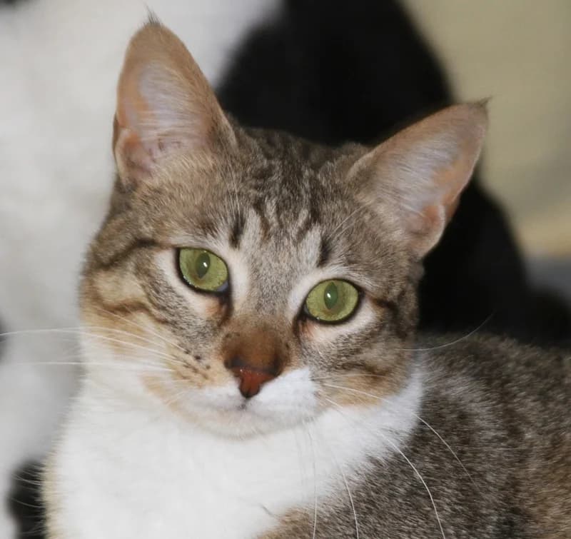 Mirella – vermittelt – am 30.6. ausgezogen, female mixed breed for adoption at Tierschutzverein Russelsheim, Rüsselsheim