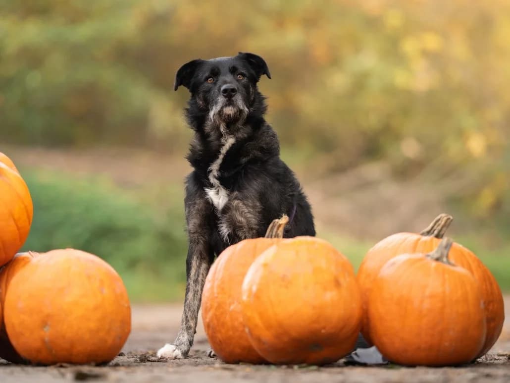 Miro – ist auf einer Pflegestelle, male Mixed Breed for adoption at Tierschutzverein Russelsheim, Rüsselsheim