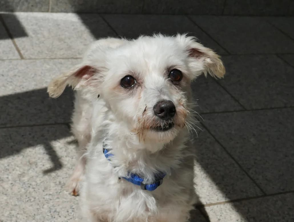 Missy, female Mixed Breed for adoption at Tierschutzverein Russelsheim, Rüsselsheim