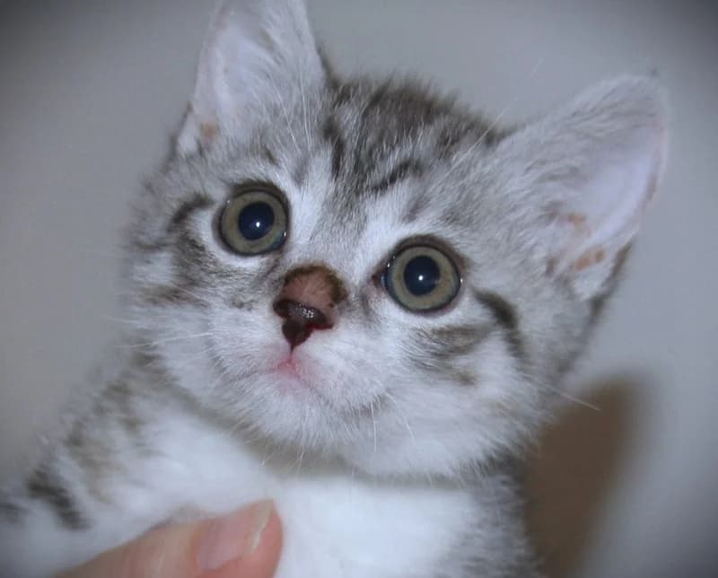 Motte – sitzt auf Pflegestelle, female mixed breed for adoption at Tierschutzverein Russelsheim, Rüsselsheim