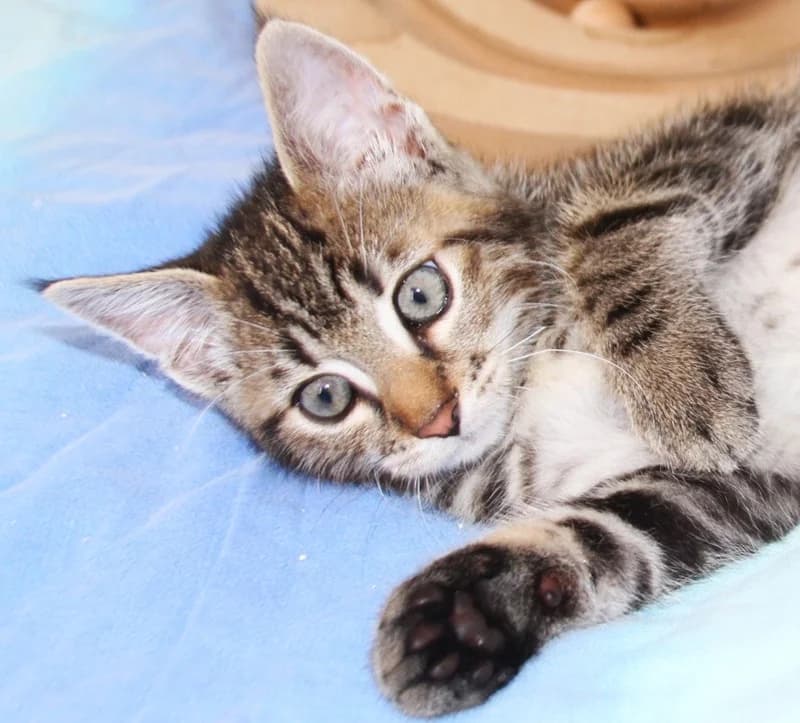 Mogli – vermittelt – zieht am 7.7. aus, male mixed breed for adoption at Tierschutzverein Russelsheim, Rüsselsheim
