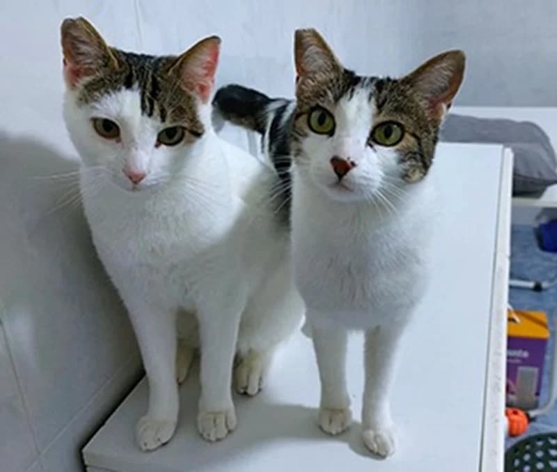 Nina + Simon, male mixed breed for adoption at Tierschutzverein Russelsheim, Rüsselsheim