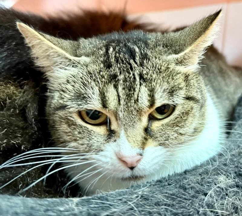 Noisette, female mixed breed for adoption at Tierschutzverein Russelsheim, Rüsselsheim