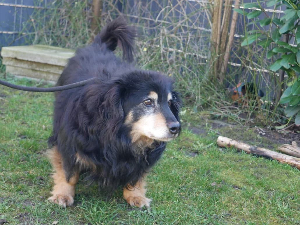 Oskar, male Mixed Breed for adoption at Tierschutzverein Russelsheim, Rüsselsheim