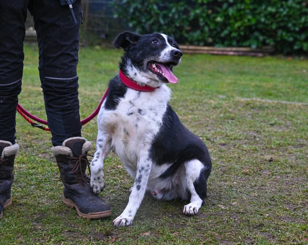 Otello, male Mixed Breed for adoption at Tierschutzverein Russelsheim, Rüsselsheim