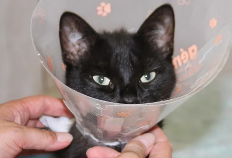 Paige, female young European Shorthair for adoption at Tierschutzverein Russelsheim, Rüsselsheim