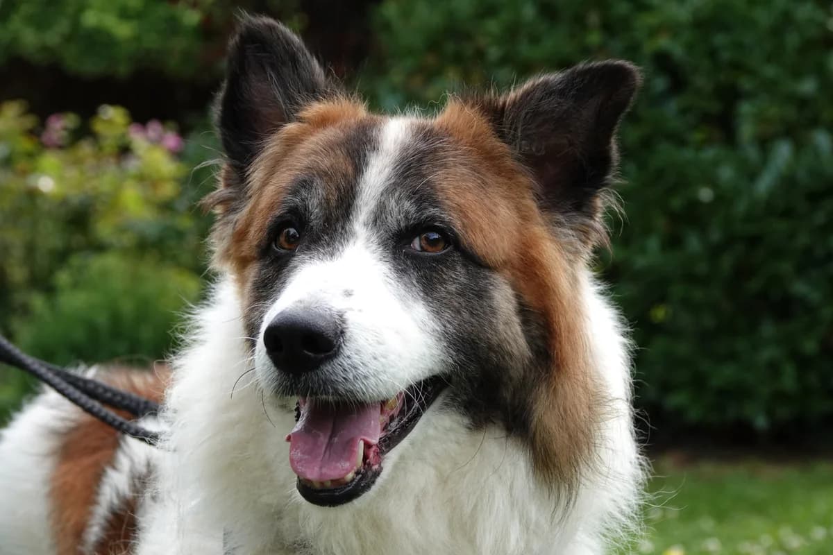 Pali, senior Mixed Breed for adoption at Tierschutzverein Russelsheim, Rüsselsheim