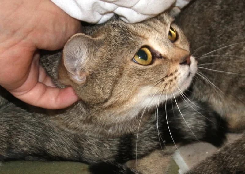 Pamuk, female young British Shorthair for adoption at Tierschutzverein Russelsheim, Rüsselsheim