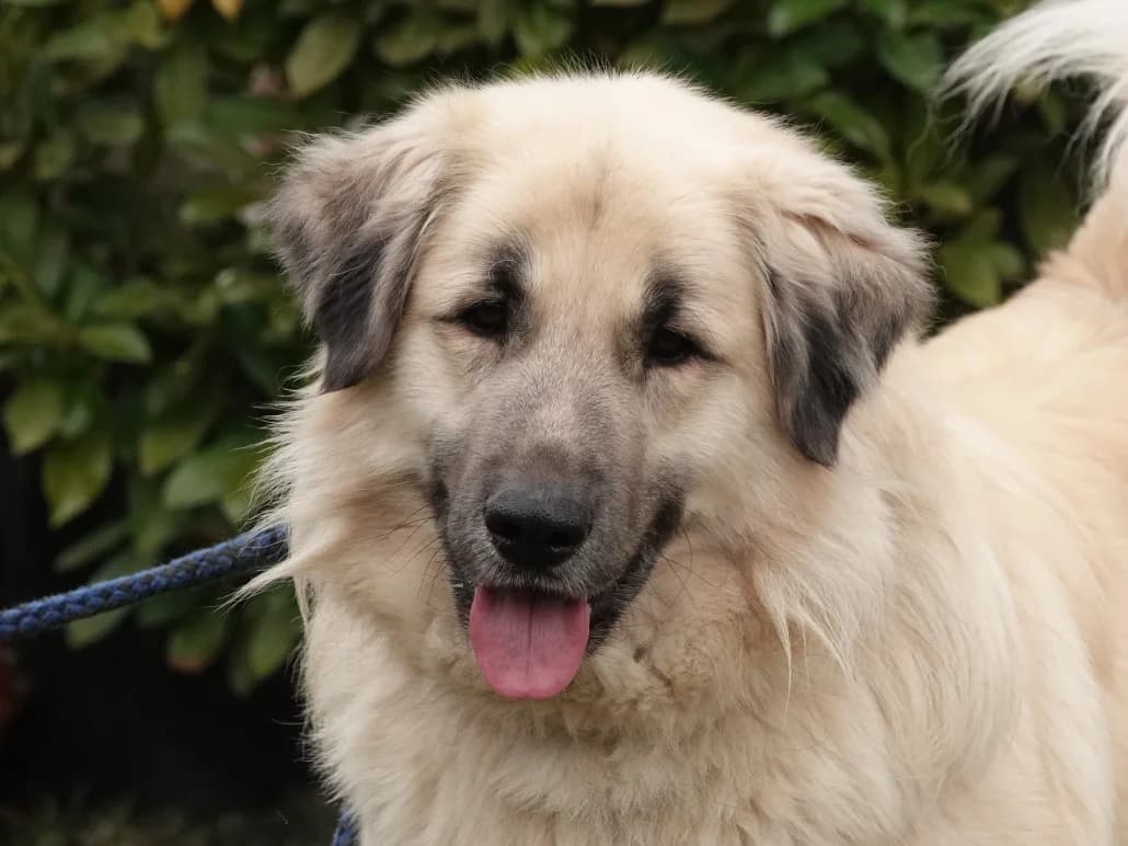 Pascha, male Mixed Breed for adoption at Tierschutzverein Russelsheim, Rüsselsheim