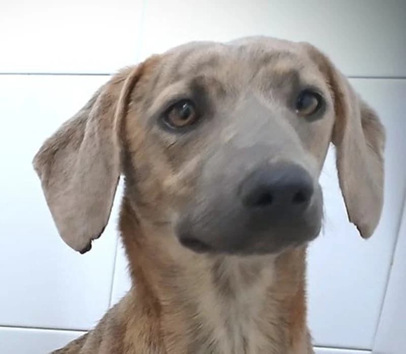 Pasmina, female Mixed Breed for adoption at Tierschutzverein Russelsheim, Rüsselsheim