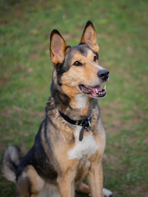 Peppi – ist auf einer Pflegestelle, male Mixed Breed for adoption at Tierschutzverein Russelsheim, Rüsselsheim
