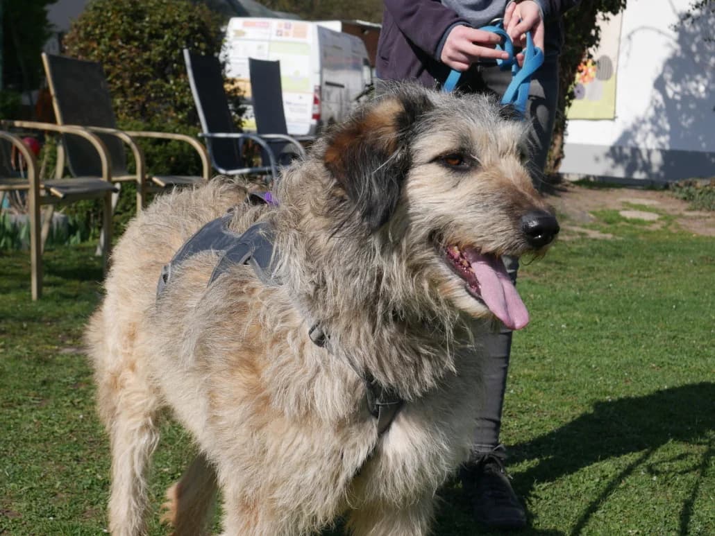 Perla, female Mixed Breed for adoption at Tierschutzverein Russelsheim, Rüsselsheim