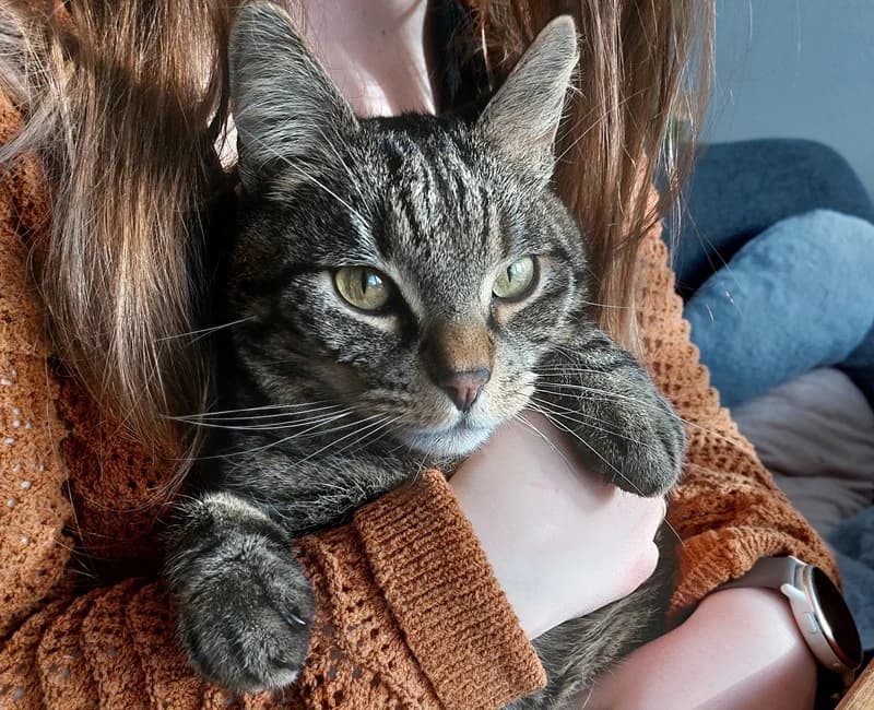 Pippin, 4yo European Shorthair for adoption at Tierschutzverein Russelsheim, Rüsselsheim