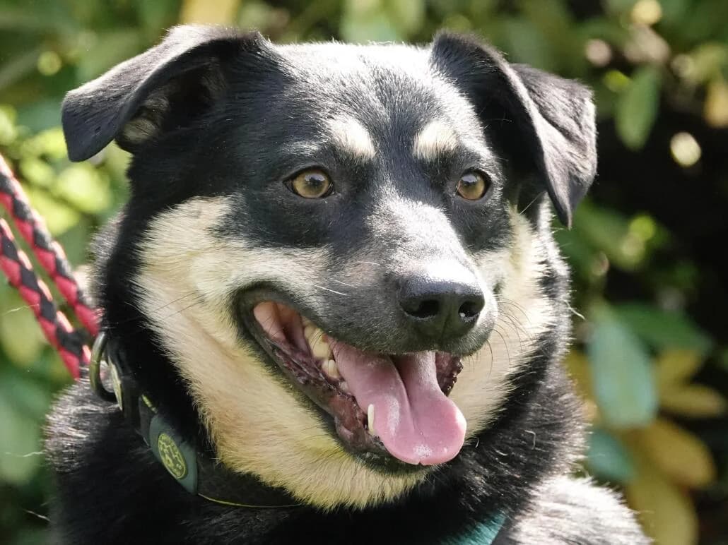 Pongo, male Mixed Breed for adoption at Tierschutzverein Russelsheim, Rüsselsheim