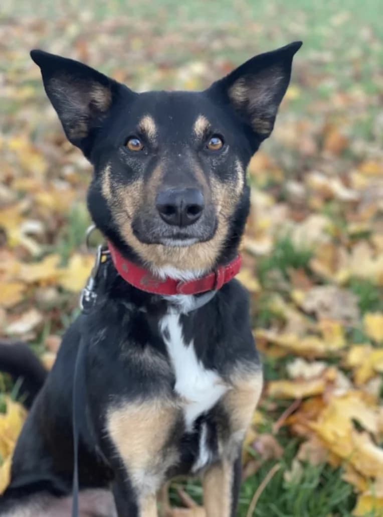 Sam – Pflegestelle, male Mixed Breed for adoption at Tierschutzverein Russelsheim, Rüsselsheim
