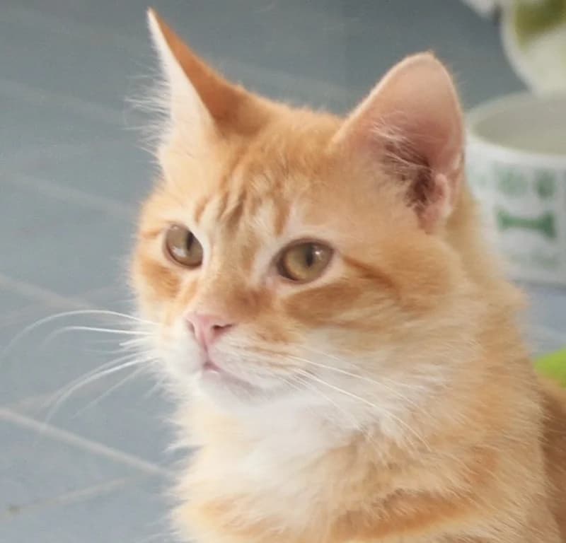 Silas – vermittelt – zieht am 24.6. aus, male mixed breed for adoption at Tierschutzverein Russelsheim, Rüsselsheim