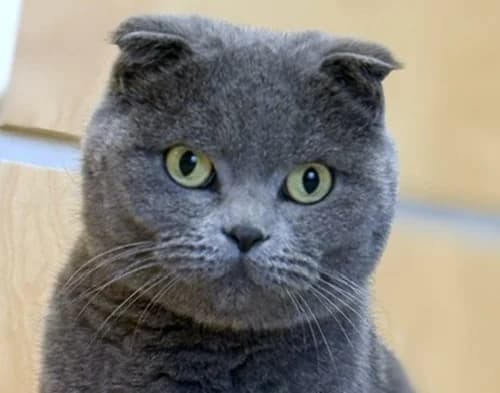 Sky, 4yo Scottish Fold for adoption at Tierschutzverein Russelsheim, Rüsselsheim