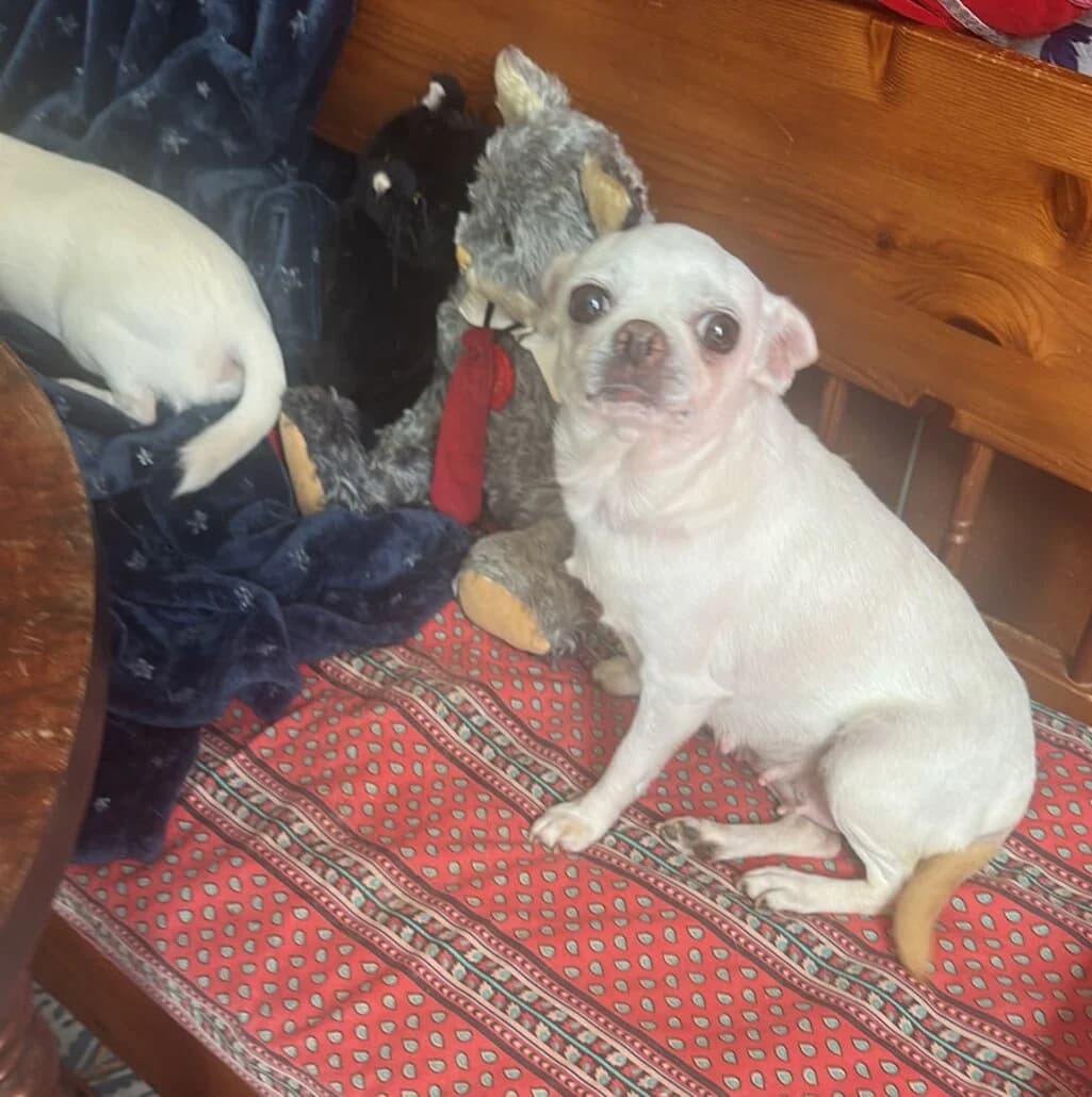 Stella, senior Chihuahua for adoption at Tierschutzverein Russelsheim, Rüsselsheim
