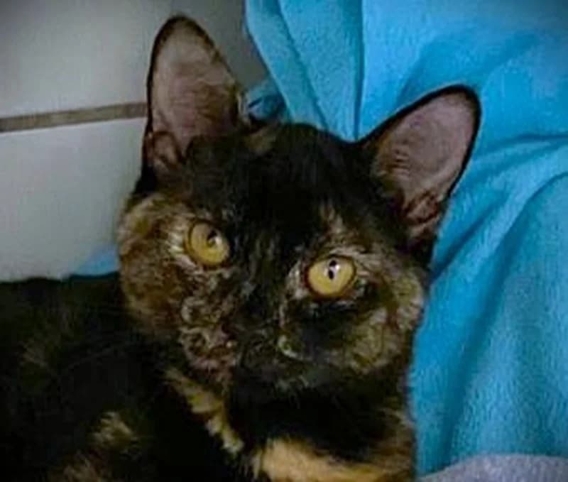 Susa, female puppy European Shorthair for adoption at Tierschutzverein Russelsheim, Rüsselsheim