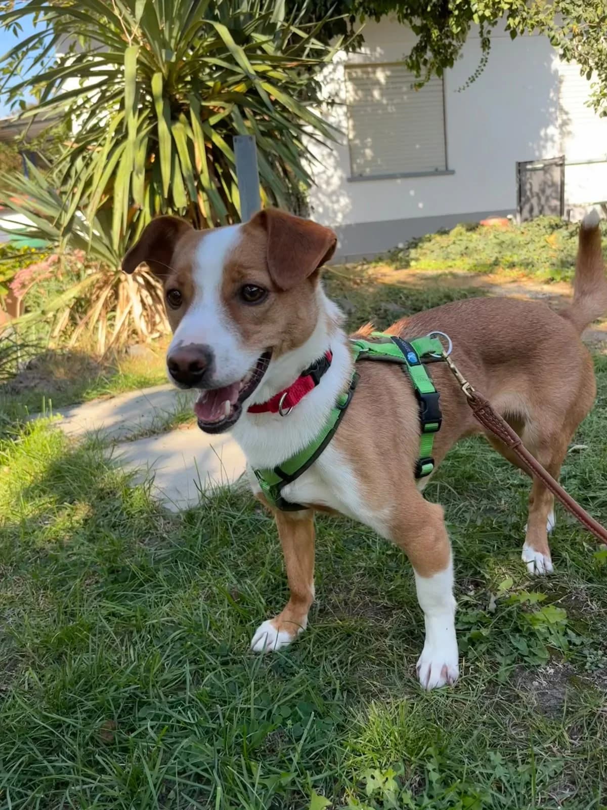 Susi, young Mixed Breed for adoption at Tierschutzverein Russelsheim, Rüsselsheim