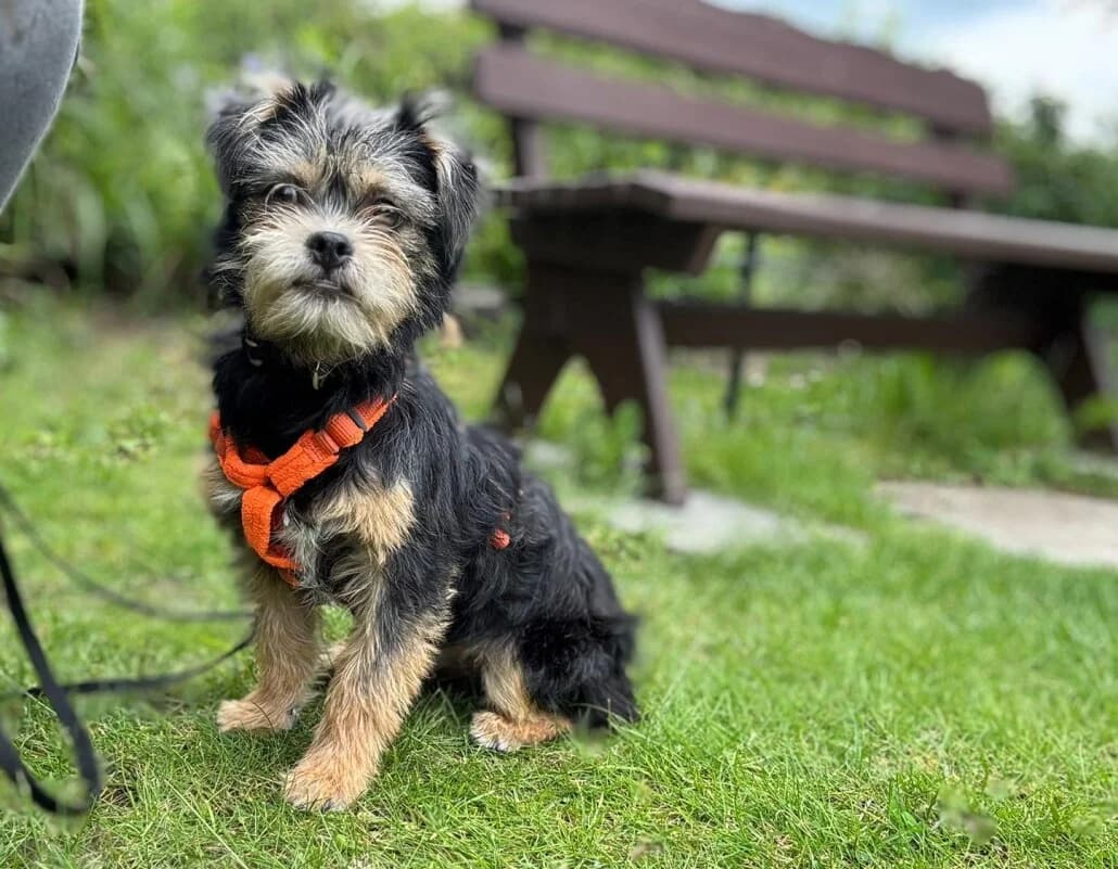 Tamby, male Mixed Breed for adoption at Tierschutzverein Russelsheim, Rüsselsheim