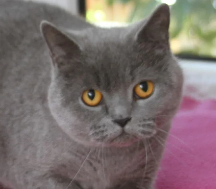 Tessa – vermittelt – am 14.4. ausgezogen, female mixed breed for adoption at Tierschutzverein Russelsheim, Rüsselsheim