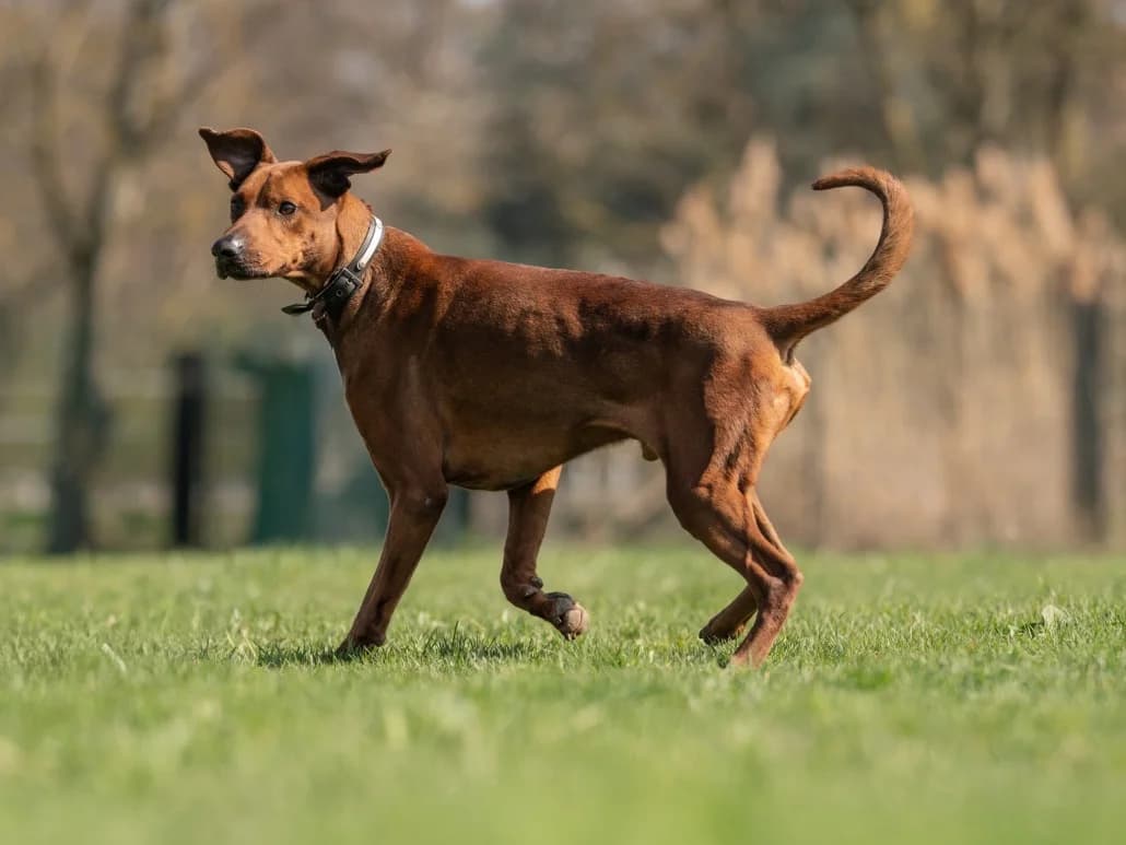 Timmi – ist auf einer Pflegestelle, male Mixed Breed for adoption at Tierschutzverein Russelsheim, Rüsselsheim