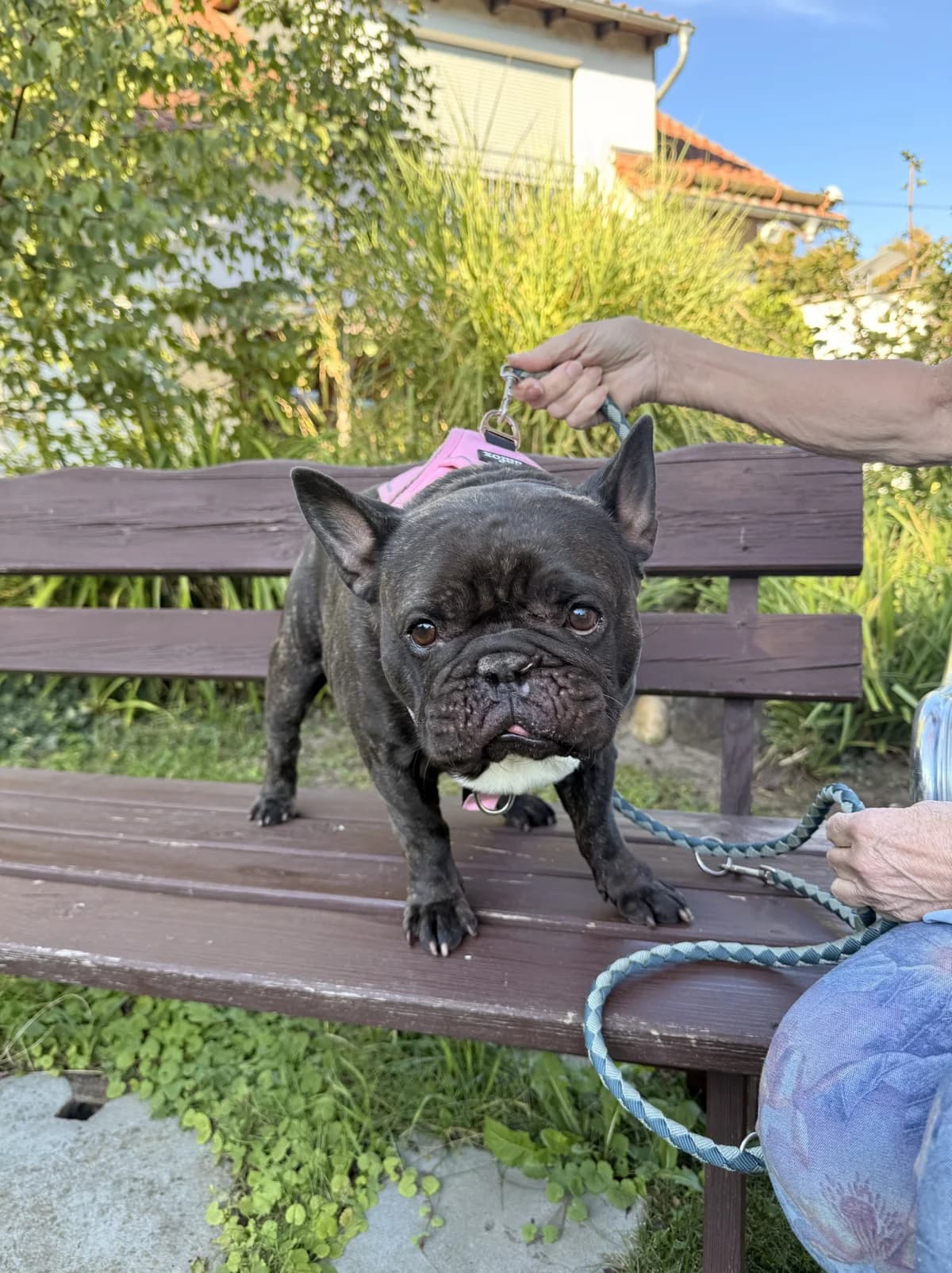 Tommy, 7yo French Bulldog for adoption at Tierschutzverein Russelsheim, Rüsselsheim