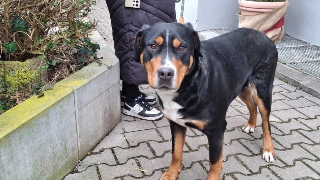 Wilma, female Mixed Breed for adoption at Tierschutzverein Russelsheim, Rüsselsheim