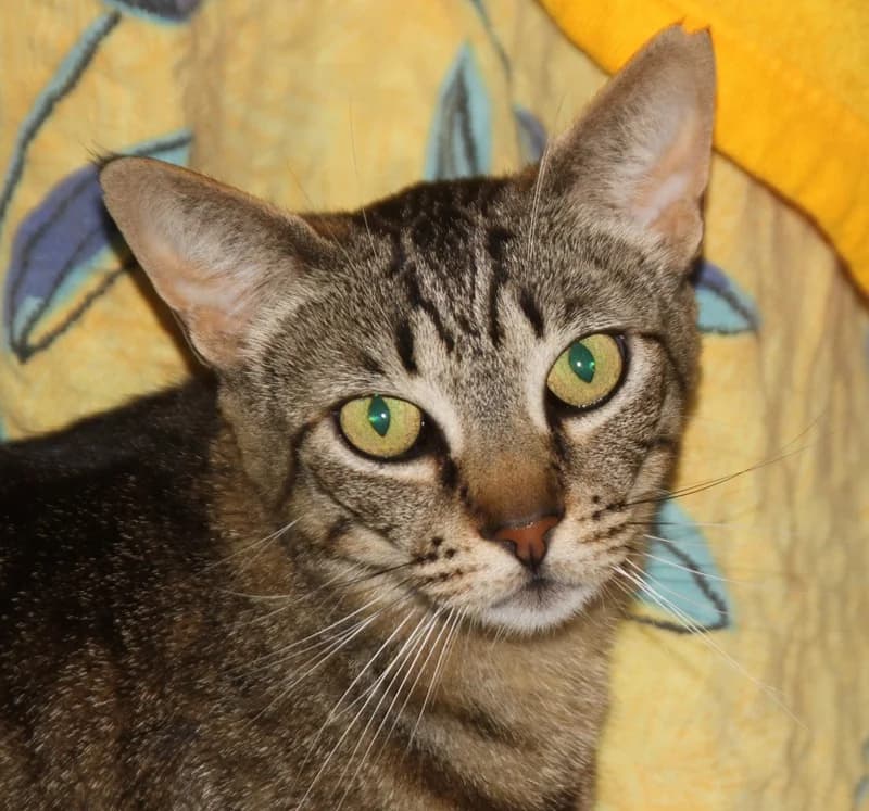 Winnie – vermittelt – am 30.6. ausgezogen, male mixed breed for adoption at Tierschutzverein Russelsheim, Rüsselsheim