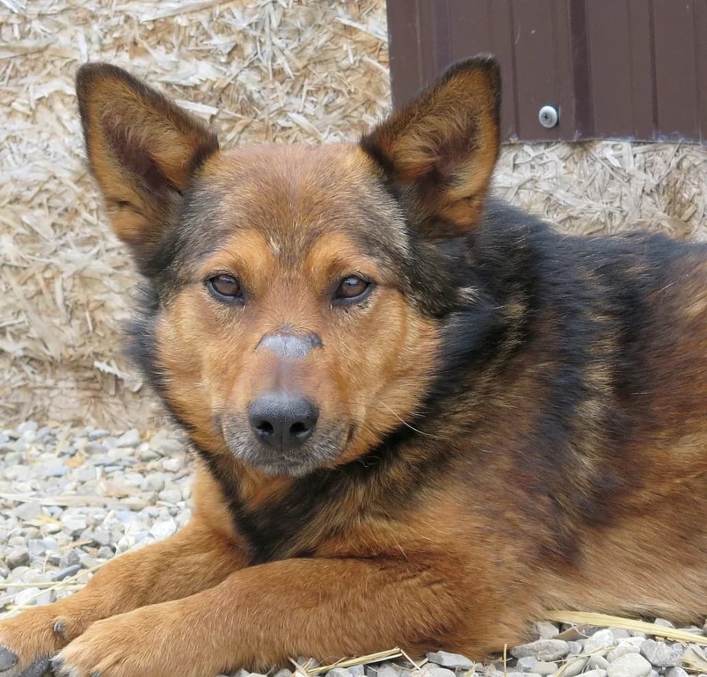 Wulff, male Mixed Breed for adoption at Tierschutzverein Russelsheim, Rüsselsheim