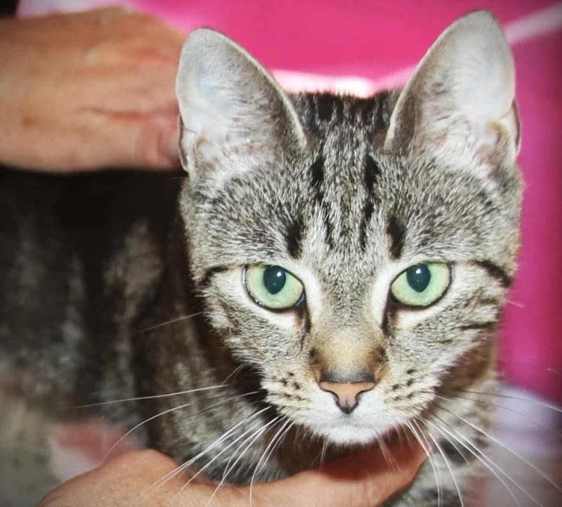 Zalea, female 4yo European Shorthair for adoption at Tierschutzverein Russelsheim, Rüsselsheim