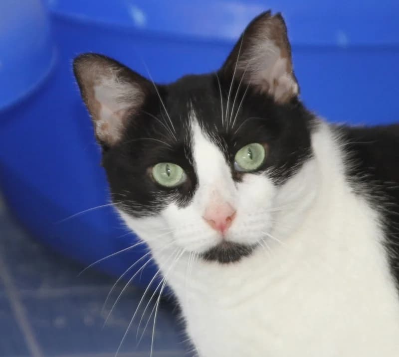 Zazou, European Shorthair for adoption at Tierschutzverein Russelsheim, Rüsselsheim