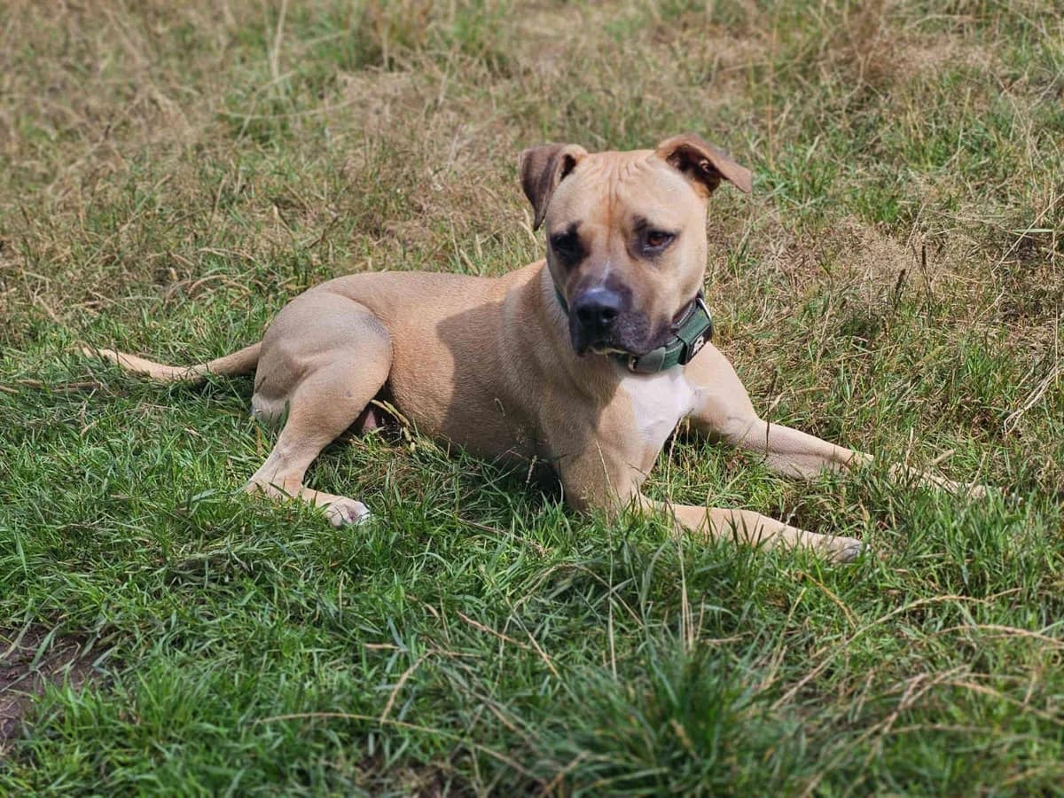 Apollo, male 4yo Staffordshire Bull Terrier for adoption at Bertha-Bruch-Tierheim Saarbrücken, Saarbrücken