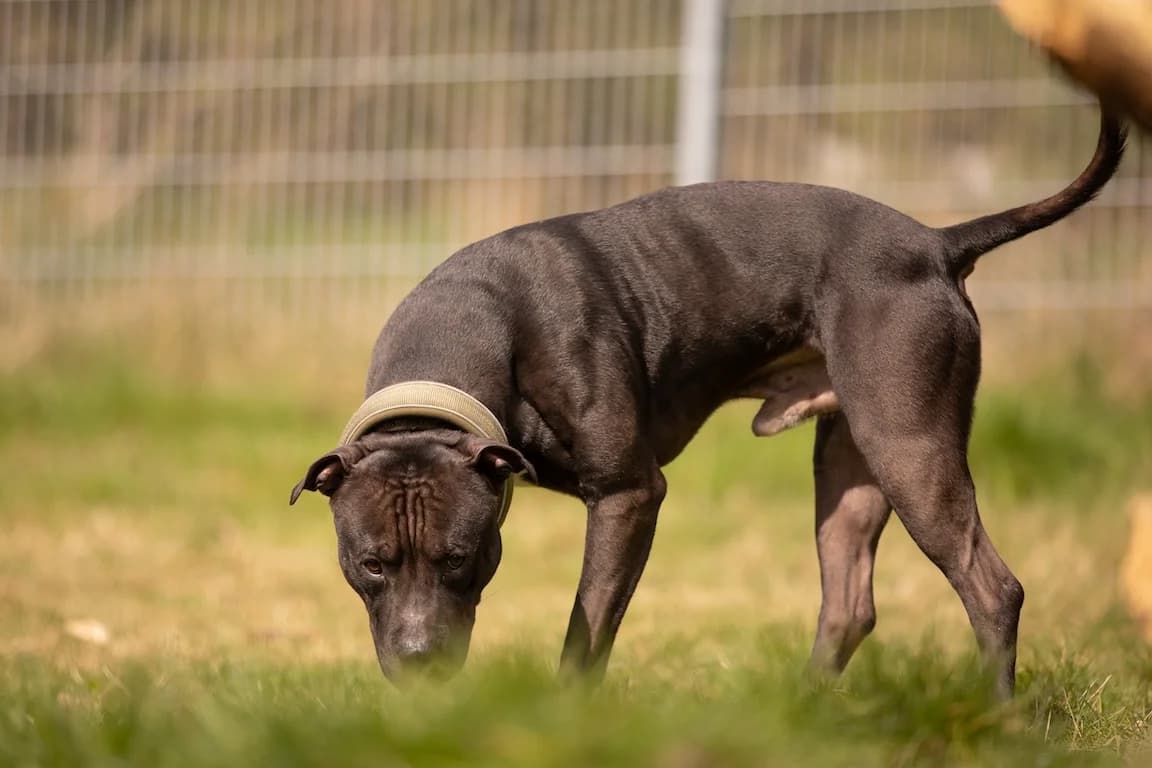 Attila, male 6yo Staffordshire Bull Terrier for adoption at Bertha-Bruch-Tierheim Saarbrücken, Saarbrücken