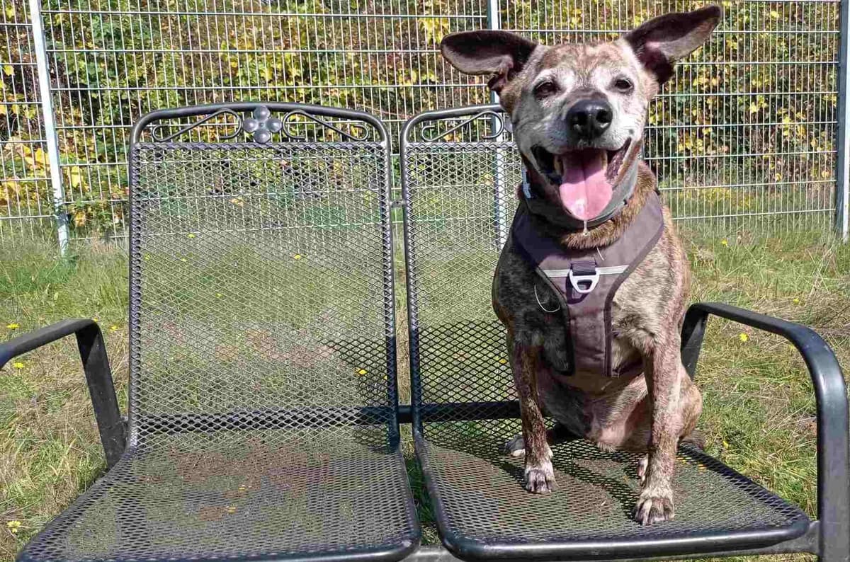 Bowie, male senior Mixed Breed for adoption at Bertha-Bruch-Tierheim Saarbrücken, Saarbrücken