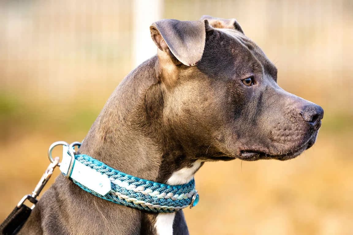 Demon, male senior Staffordshire Bull Terrier for adoption at Bertha-Bruch-Tierheim Saarbrücken, Saarbrücken