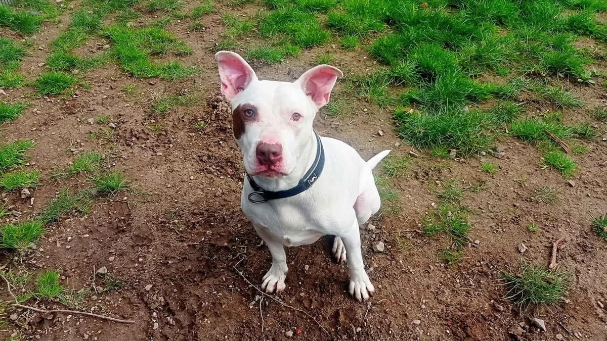 Joker, male Staffordshire Bull Terrier for adoption at Bertha-Bruch-Tierheim Saarbrücken, Saarbrücken