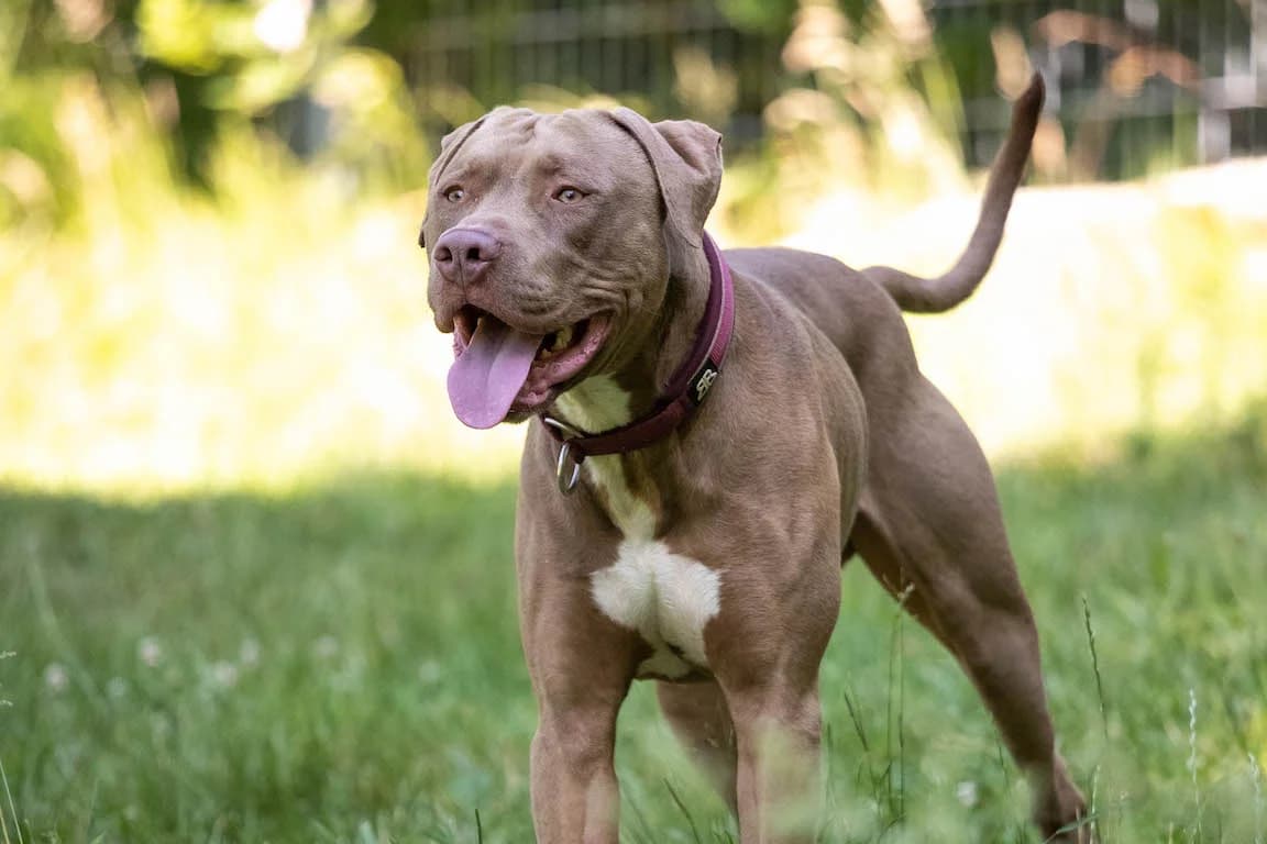 Bastos, male 6yo Staffordshire Bull Terrier for adoption at Bertha-Bruch-Tierheim Saarbrücken, Saarbrücken