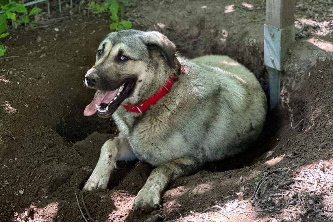 Bernd, male 5yo Kangal for adoption at Bertha-Bruch-Tierheim Saarbrücken, Saarbrücken