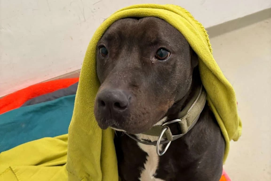 Ava, female 5yo Staffordshire Bull Terrier for adoption at Bertha-Bruch-Tierheim Saarbrücken, Saarbrücken