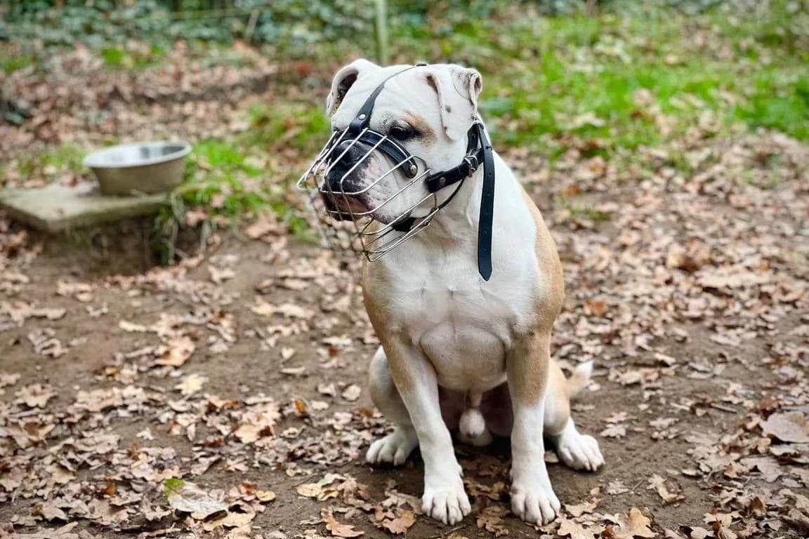Falco, male senior English Bulldog for adoption at Bertha-Bruch-Tierheim Saarbrücken, Saarbrücken