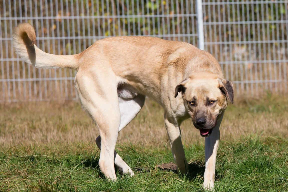 Giacomo, male 6yo Kangal for adoption at Bertha-Bruch-Tierheim Saarbrücken, Saarbrücken