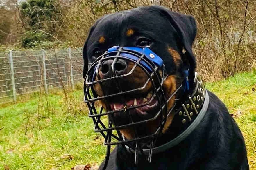 Hanna, female 4yo Rottweiler for adoption at Bertha-Bruch-Tierheim SaarbrΓΌcken, SaarbrΓΌcken