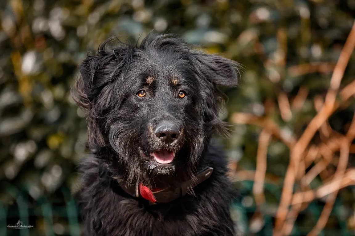 Kimba, male senior Mixed Breed for adoption at Bertha-Bruch-Tierheim Saarbrücken, Saarbrücken
