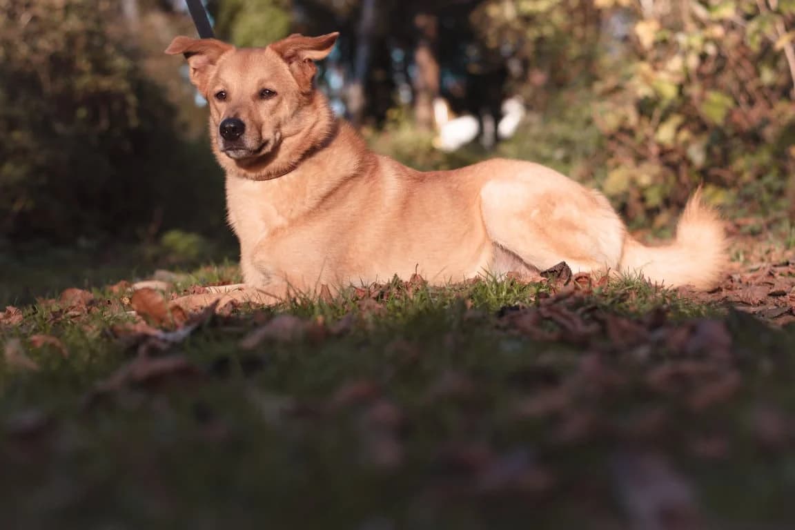 Leon, male senior Mixed Breed for adoption at Bertha-Bruch-Tierheim Saarbrücken, Saarbrücken