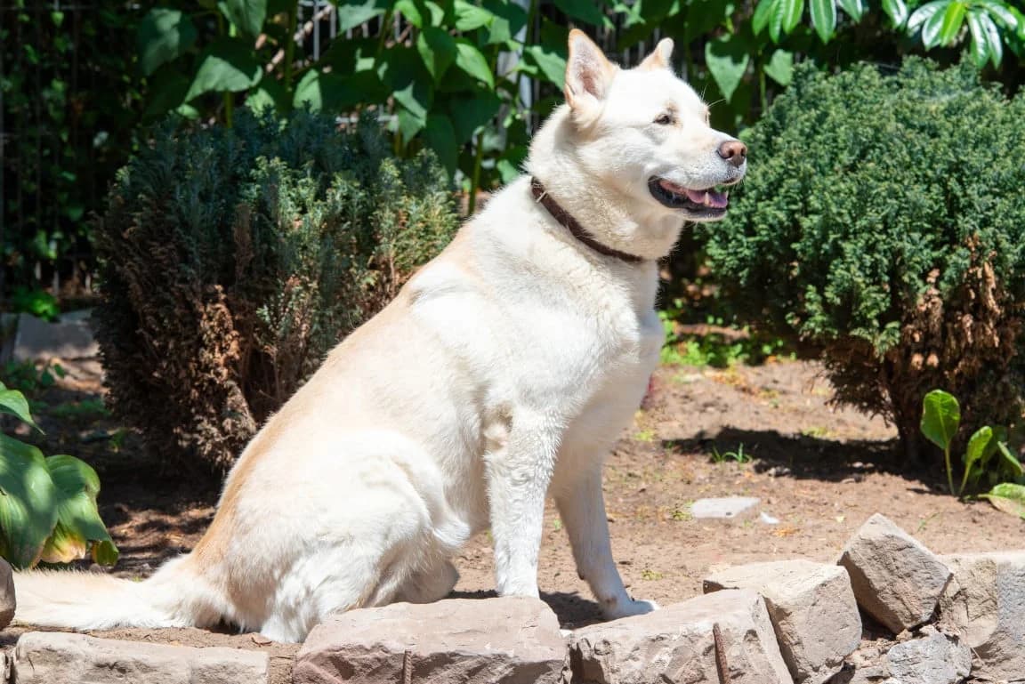 Marley, male senior Akita for adoption at Bertha-Bruch-Tierheim Saarbrücken, Saarbrücken