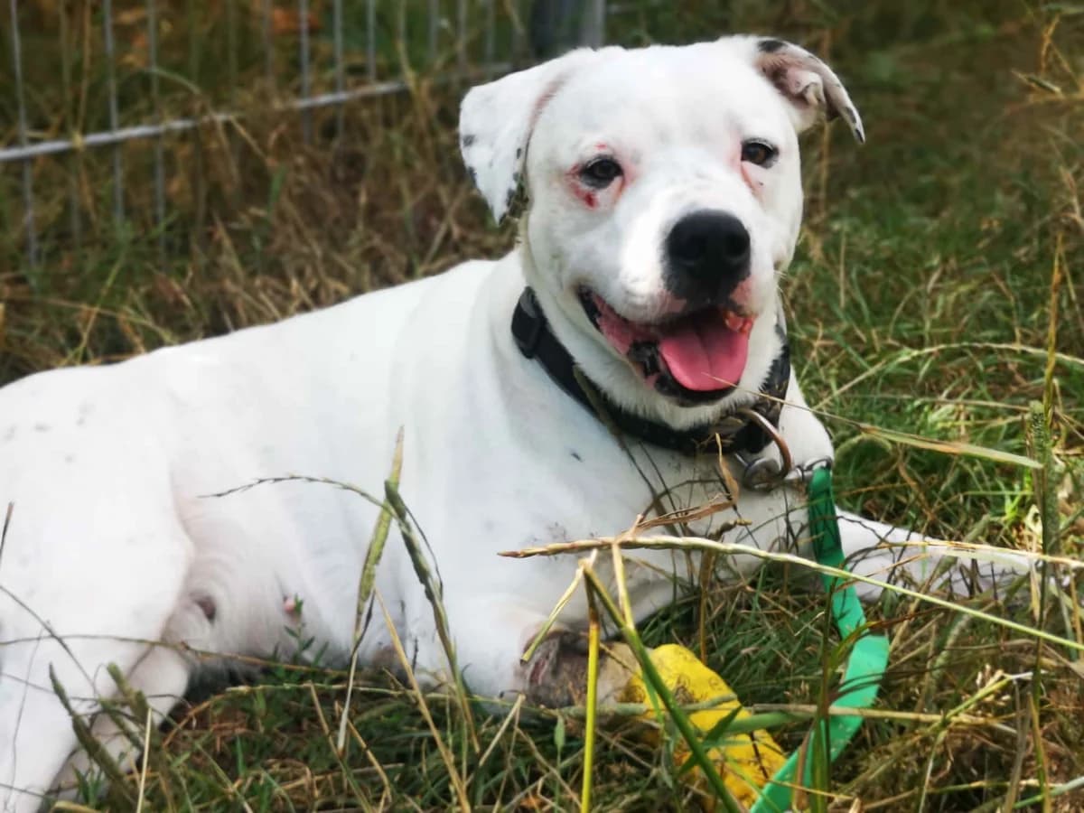 MJ, female 7yo Staffordshire Bull Terrier for adoption at Bertha-Bruch-Tierheim Saarbrücken, Saarbrücken