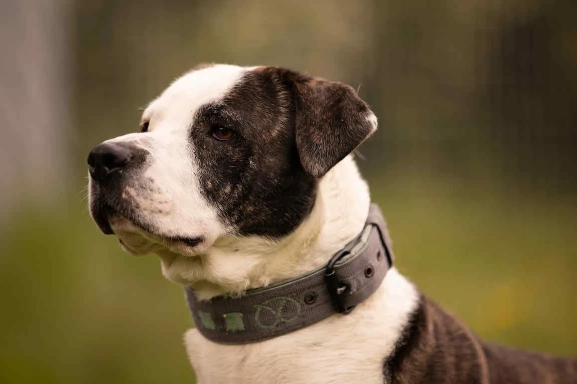 Nala, female 7yo Staffordshire Bull Terrier for adoption at Bertha-Bruch-Tierheim Saarbrücken, Saarbrücken